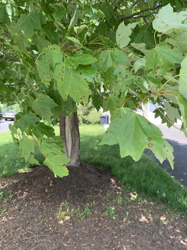 photo of Red Maple (Acer rubrum)