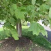 photo of Red Maple (Acer rubrum)