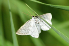 Scopula nemoraria