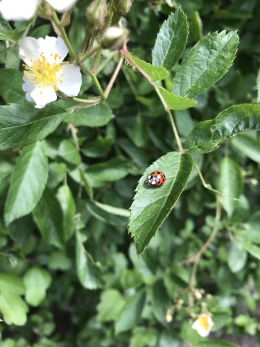 photo of Asian Lady Beetle (Harmonia axyridis)