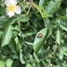 photo of Asian Lady Beetle (Harmonia axyridis)