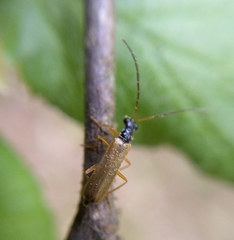 Rhagonycha lignosa