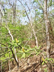 Pereskiopsis diguetii
