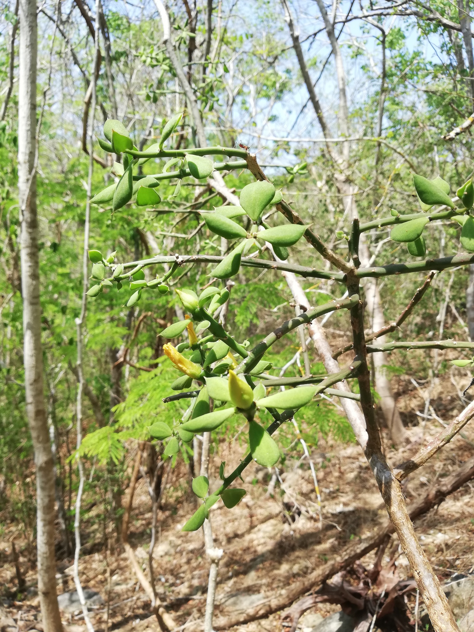 Pereskiopsis