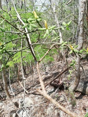 Pereskiopsis diguetii