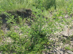 Melilotus albus