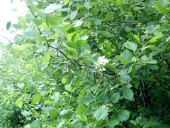 Crataegus sanguinea