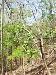 Pereskiopsis diguetii