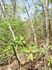 Pereskiopsis diguetii