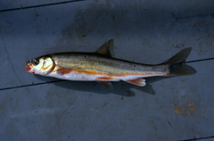 Mylocheilus caurinus