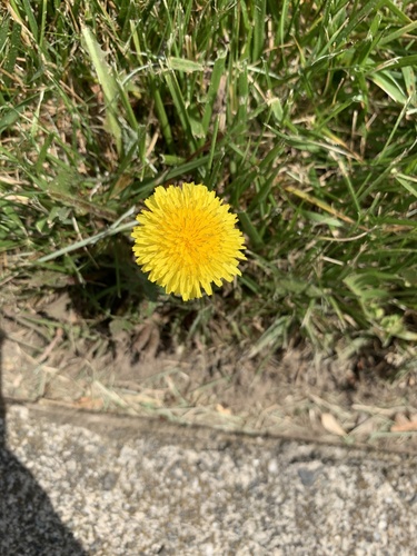 photo of Common Dandelion (Taraxacum officinale)