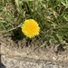 photo of Common Dandelion (Taraxacum officinale)