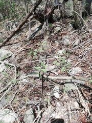 Pereskiopsis diguetii