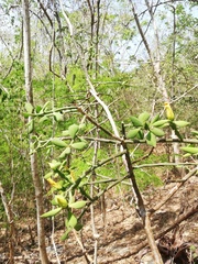 Pereskiopsis diguetii