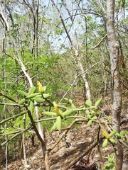 Pereskiopsis diguetii