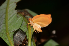 Archips rileyana