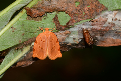 Archips rileyana