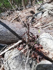 Pereskiopsis diguetii