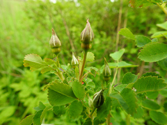 Rosa spinosissima
