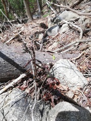 Pereskiopsis diguetii