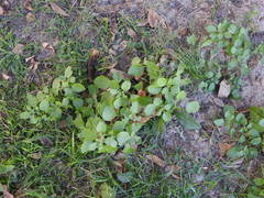 Salpichroa origanifolia