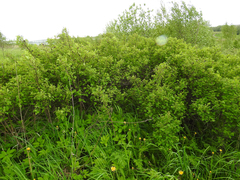 Rosa spinosissima