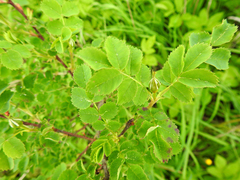 Rosa spinosissima
