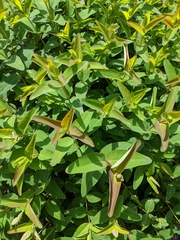 Hypericum ascyron