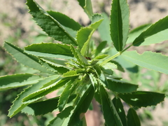 Melilotus albus