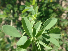Melilotus albus