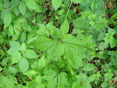 Sanicula trifoliata