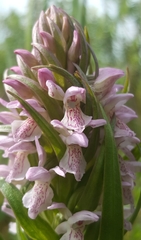 Dactylorhiza incarnata