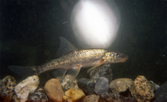 Leopard Dace photo 3