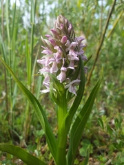 Dactylorhiza incarnata