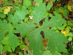 Stylophorum diphyllum