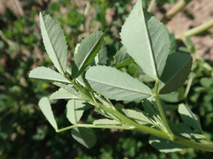 Melilotus albus