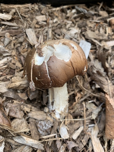 photo of Wine-cap Stropharia (Stropharia rugosoannulata)