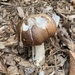 photo of Wine-cap Stropharia (Stropharia rugosoannulata)