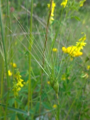 Aegilops neglecta