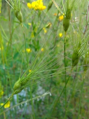 Aegilops neglecta