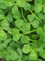 Trifolium repens repens