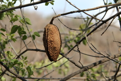 Dolichandra quadrivalvis