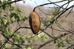 Dolichandra quadrivalvis