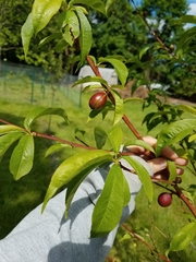Prunus persica nucipersica