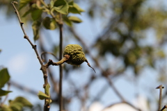 Dolichandra quadrivalvis