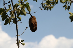 Dolichandra quadrivalvis