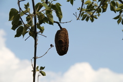 Dolichandra quadrivalvis