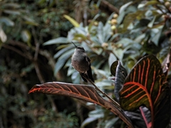 Eupetomena cirrochloris