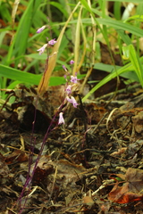 Apteria aphylla