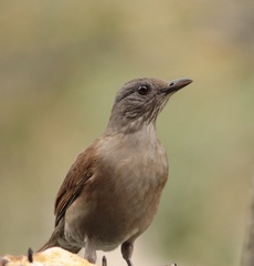 Turdus leucomelas